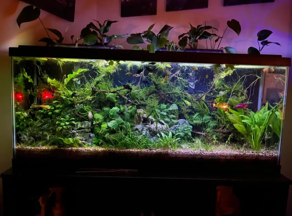 Multiple Male Bettas Together In The Right Tank