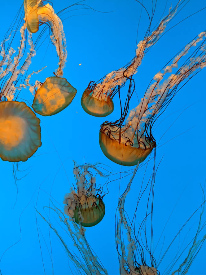 Pictured, the famous jellyfish from the enormous National Aquarium in Baltimore, Maryland.