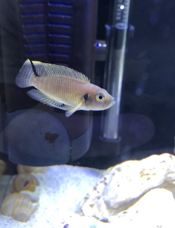 neolamprologus brevis