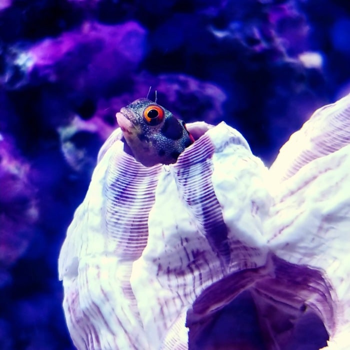 Pictured, a panamic barnacle blenny watching from danger while hiding in a shell