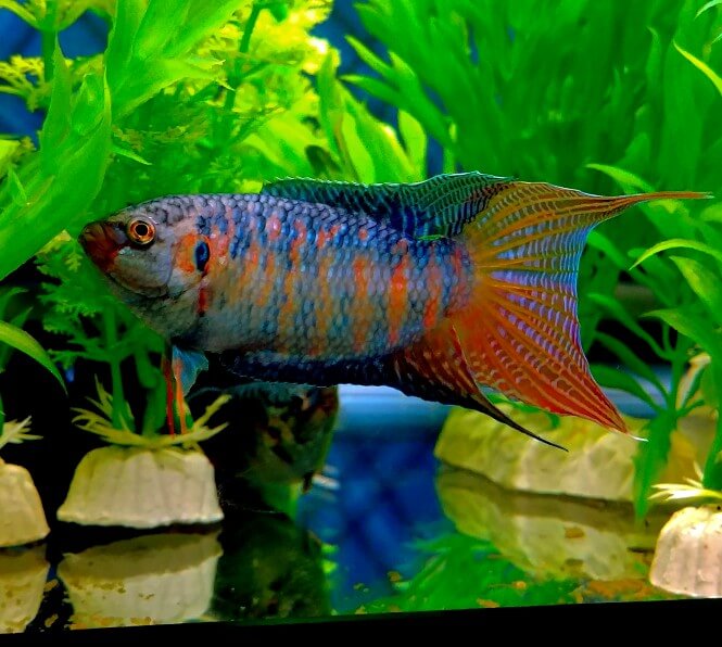 A beautiful Paradise Gourami Fish