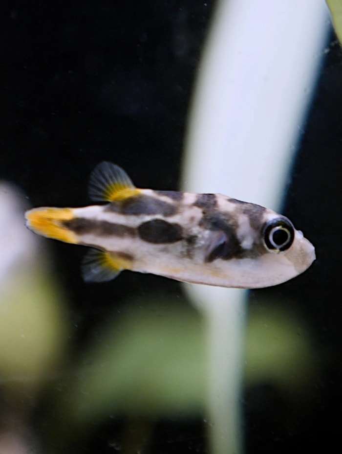 Pictured, A close-up of a Pea puffer with a blurred background