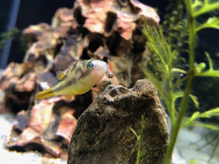pea puffer