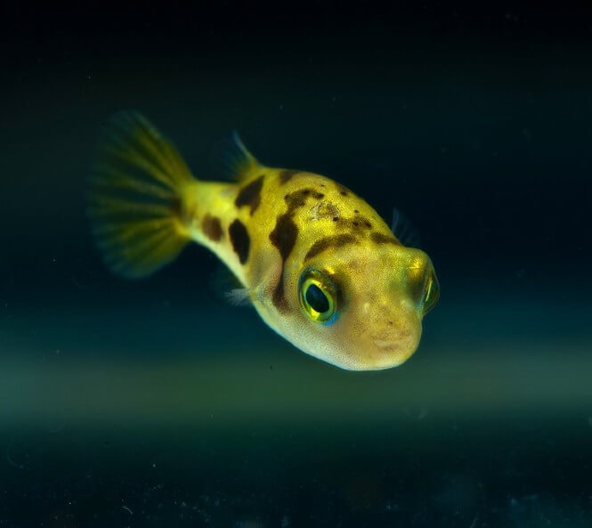 A Pea Puffer