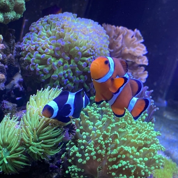 Pictured, a pair of Percula clownfish
