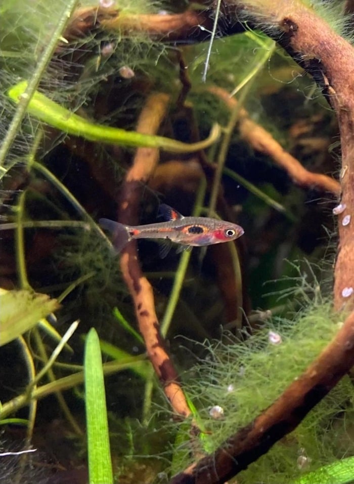 phoenix rasbora