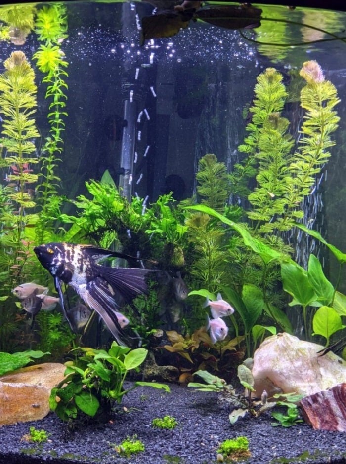 Pictured, planted tank with a black sand substrate