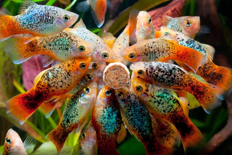 Creating a Thriving Platy Fish Group