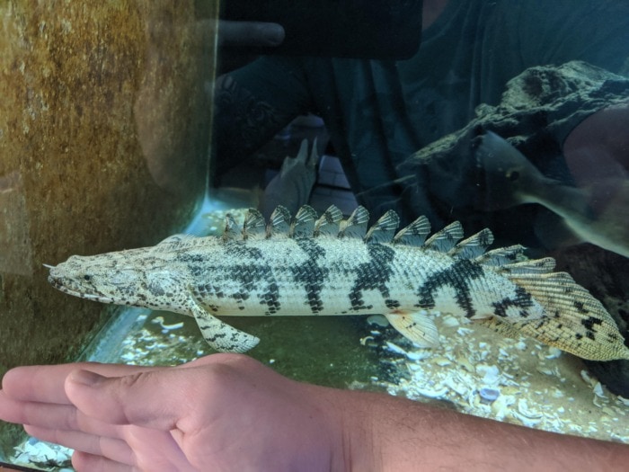 A large Bichir swimming near the aquarium bottom with a human hand in front of the tank's glass for size comparison