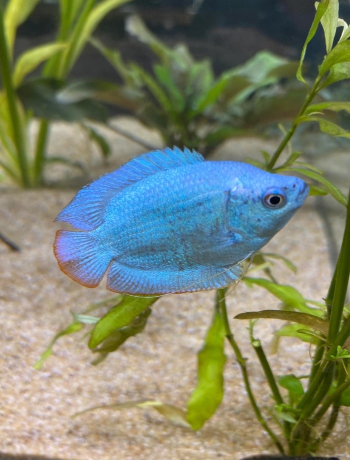 Pictured, powder blue dwarf gourami