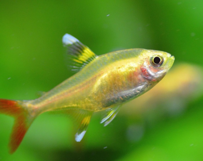close up of a golden pristella tetra