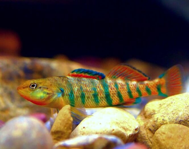 Rainbow Darter Fish