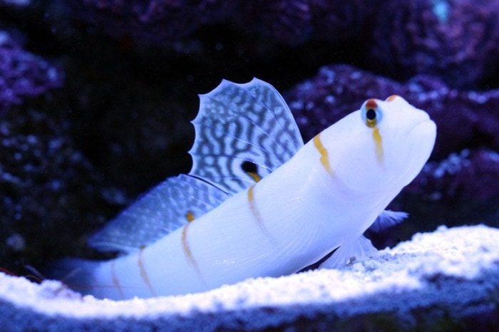 Close-up of a Randall's Prawn Goby hanging out on the aquarium’s substrate