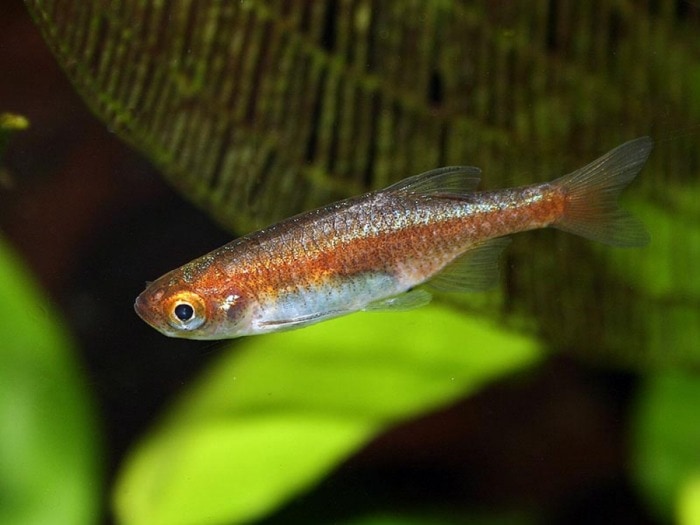 Pictured, red dwarf rasbora