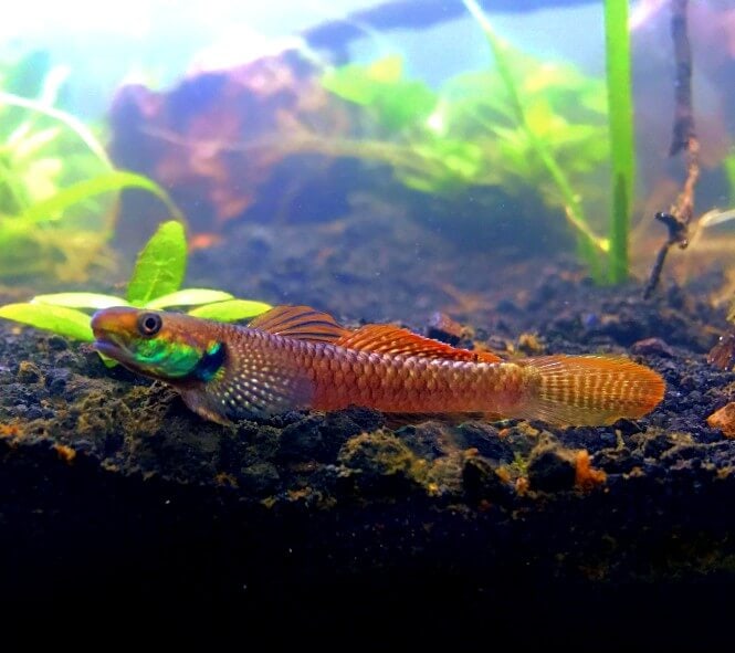 A colorful Red Neon Goby resting on the aquarium's substrate