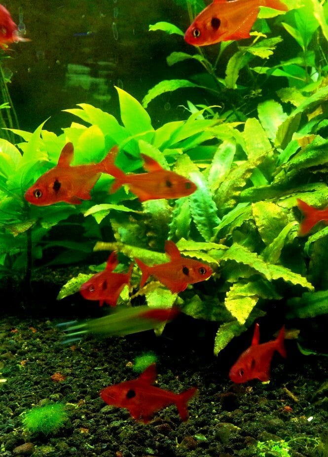 A large school of Red Phantom Tetras showing their contrasting colors