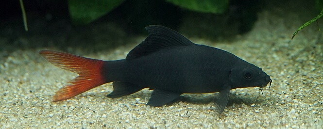 Red-tailed black shark on the aquarium bottom