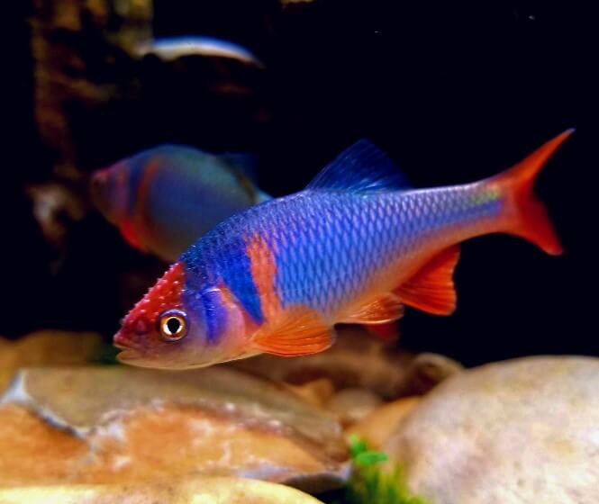 A brightly colored Redfin Shiner fish in an aquarium