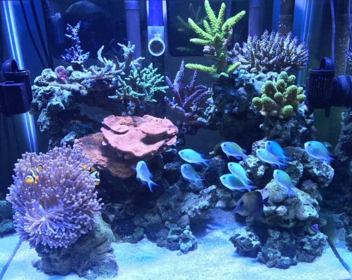 reef aquarium with schooling chromis fish