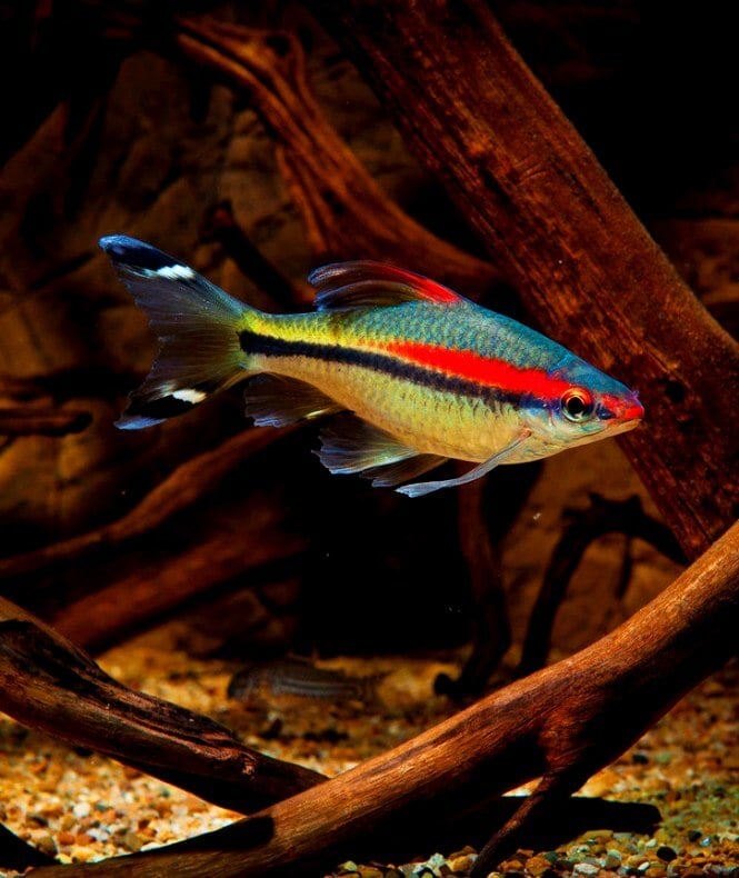 A Roseline Shark fish with contrasting red and black stripes