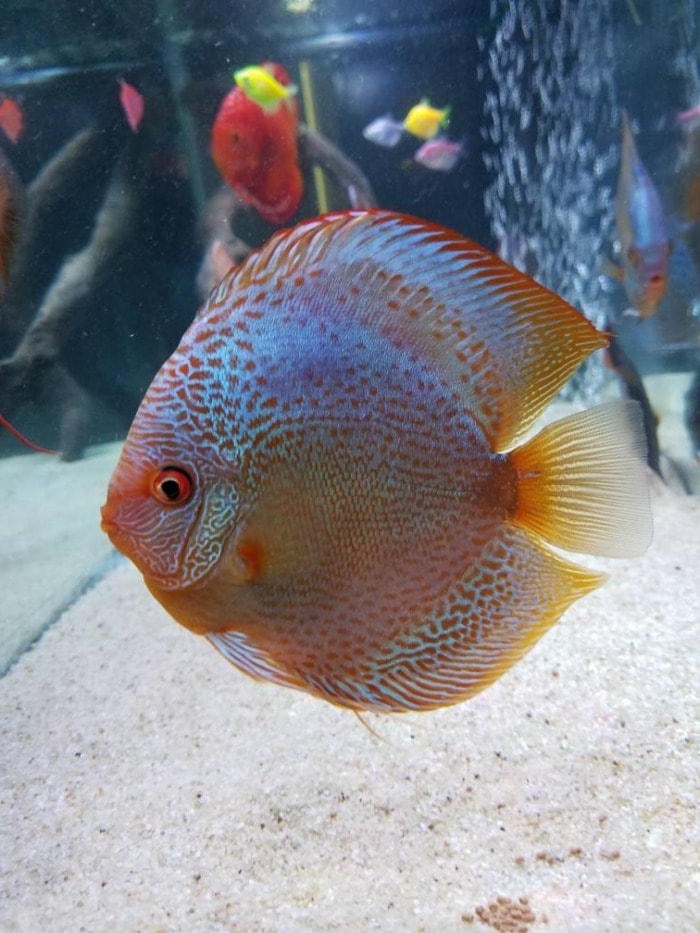 rot turkish discus