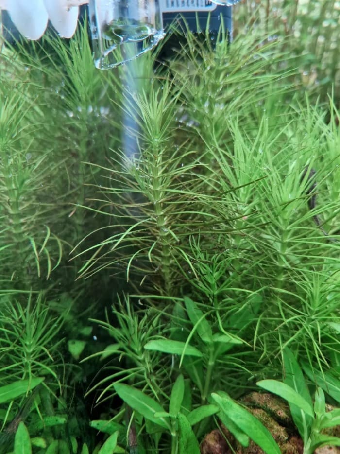 rotala nanjenshan