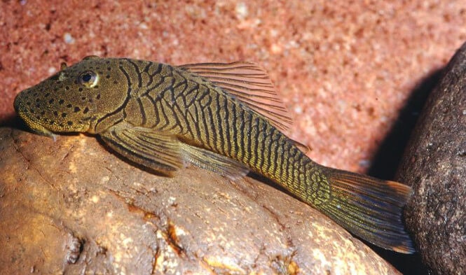 A Rubber Lipped Pleco fish
