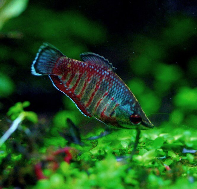 A Samurai Gourami with red and blue patterns enjoying its planted aquarium