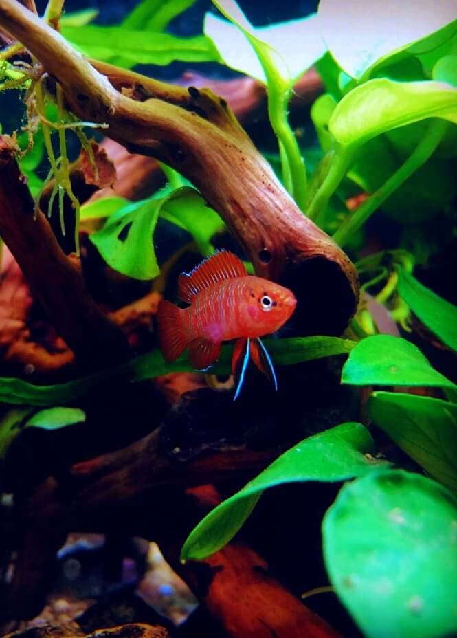 A Scarlet Badis fish with bright red and neon blue colors