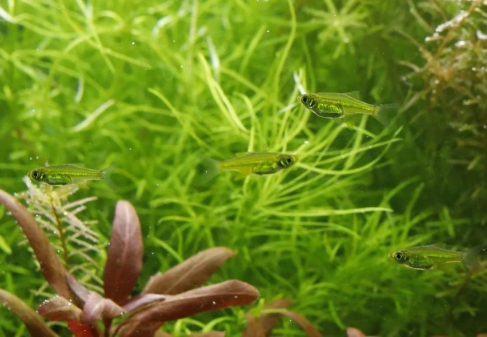 Pictured, school of green neon rasboras