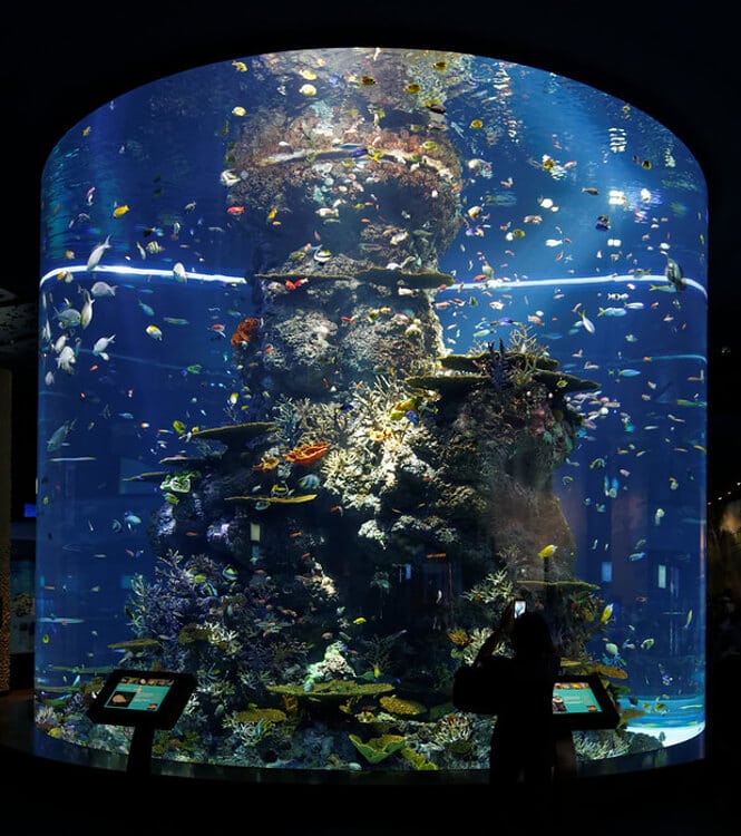 Pictured, S.E.A. Aquarium is the second-largest aquarium in the world.
