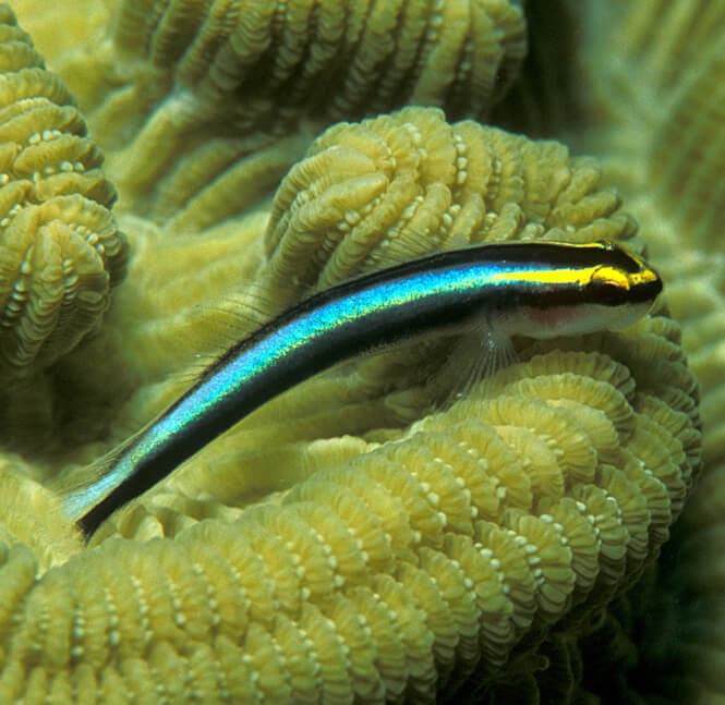 A small Sharknose Goby surrounded by corals. 