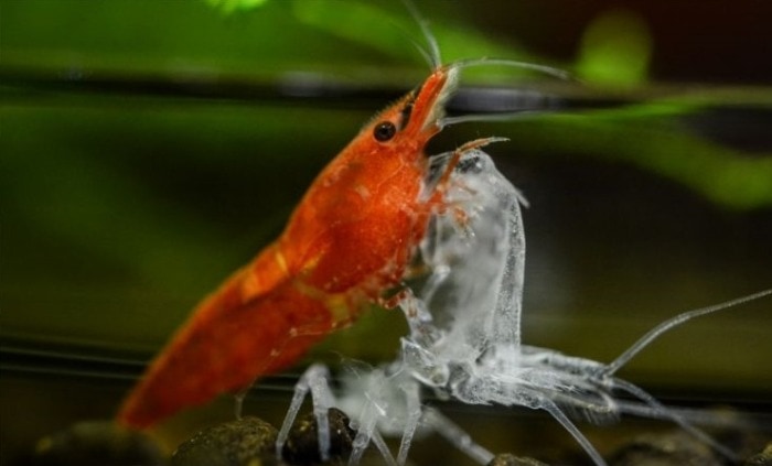 Shrimp Molting