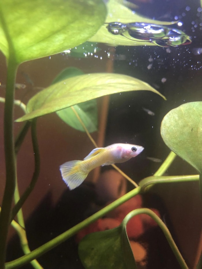 Pictured, A sick guppy struggles to swim in a planted tank after a water change