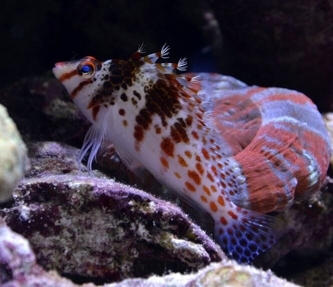 A small Falco Hawkfish swimming near rocks and corals