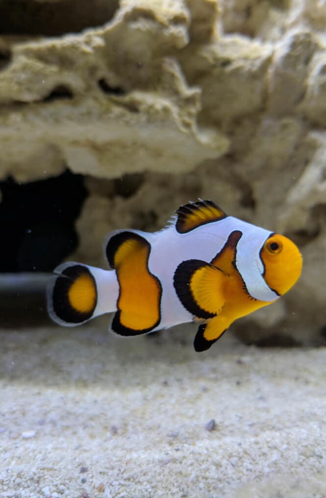 An Ocellaris Clownfish in front of a rock.