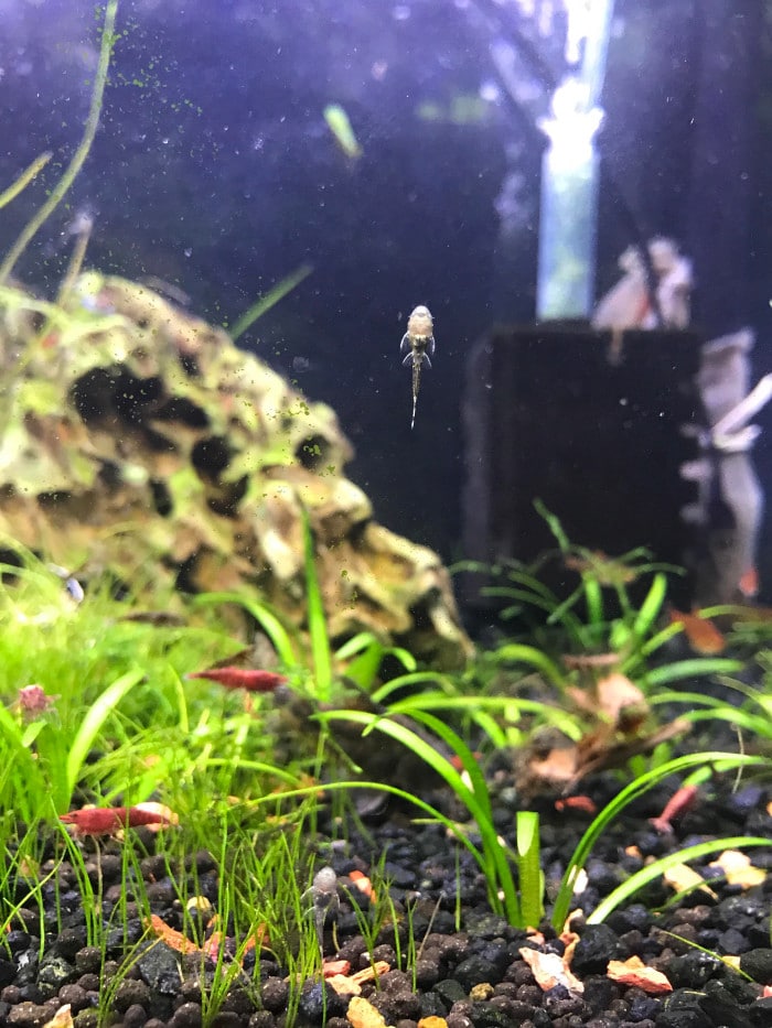small pleco fish