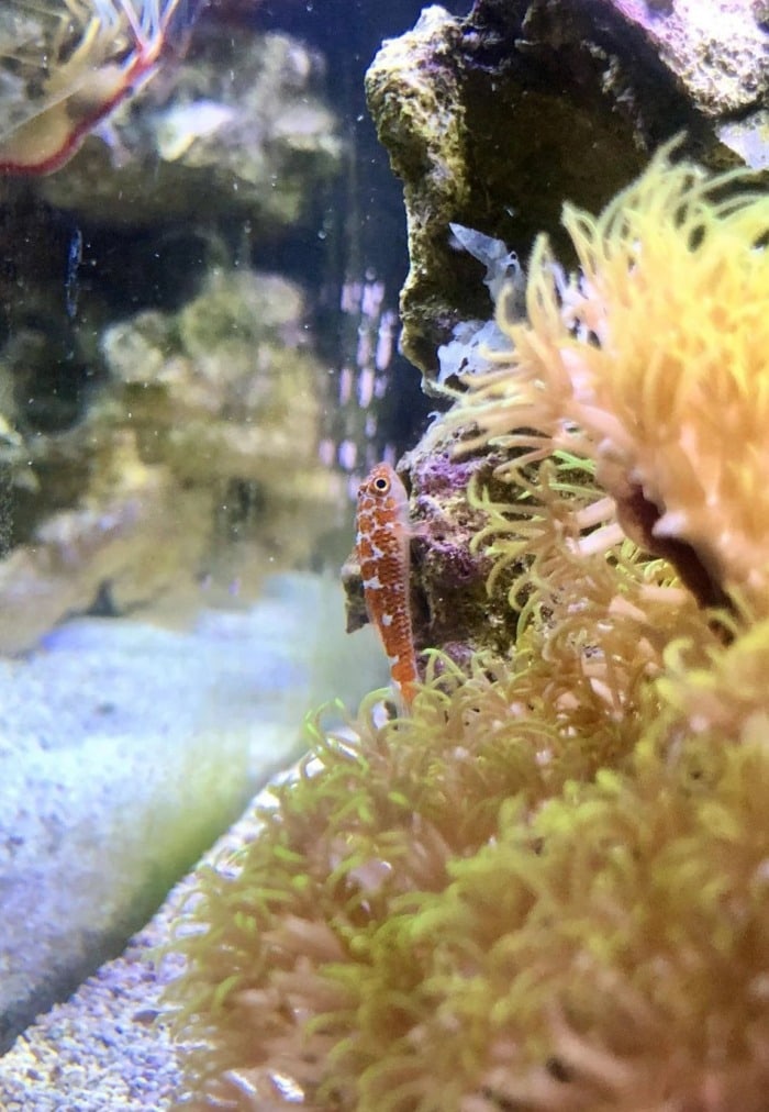 Pictured, a small trimma goby hanging on a rock near some corals