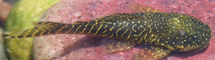 soromon pleco