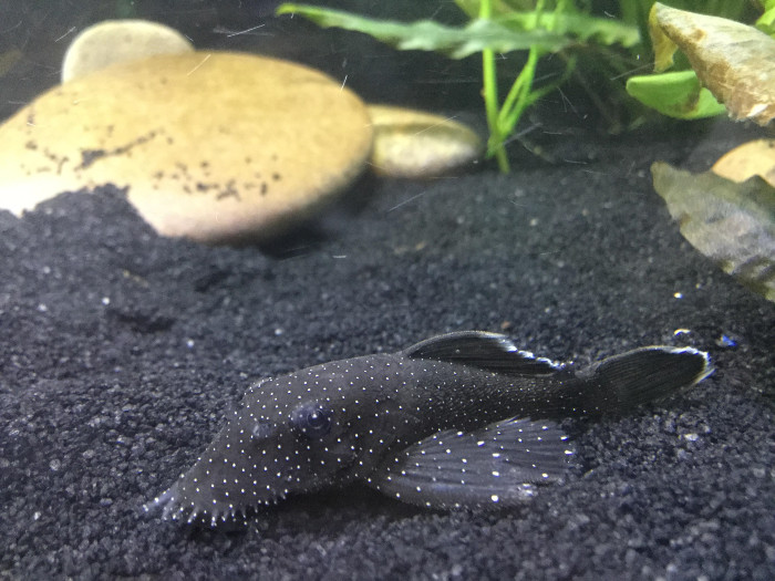 starlight bristlenose pleco on a black sand substrate