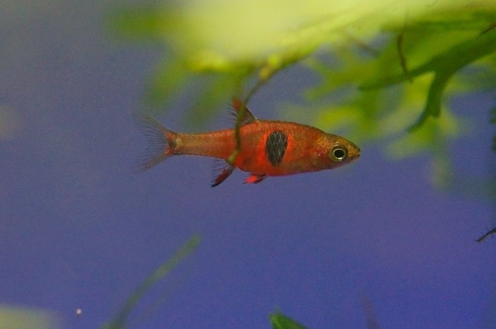 strawberry rasbora male