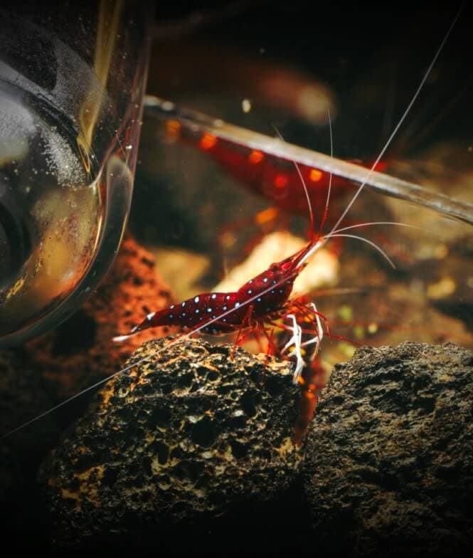 A beautiful Sulawesi Cardinal Shrimp