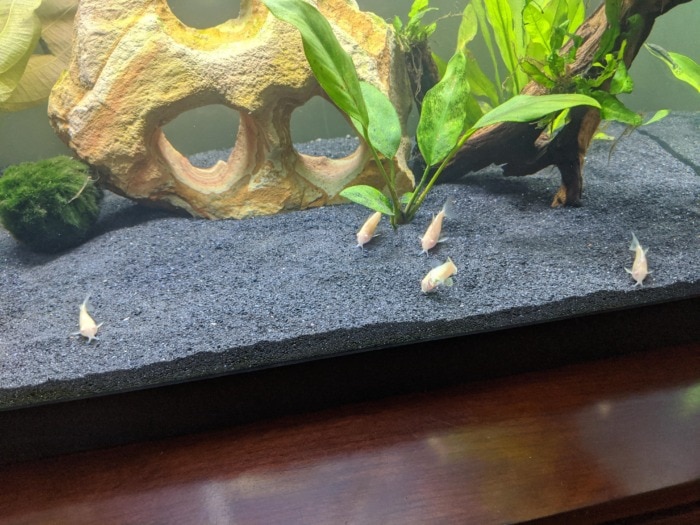Pictured, corydoras in a tank floored with black diamond sand