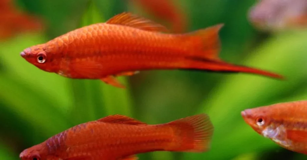 Understanding Swordtail Social Behavior
