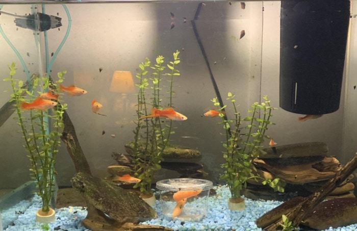 tank with snails and fish