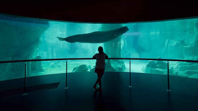 Pictured, A cinematic view within The Oceanographic Aquarium of Valencia, Spain.