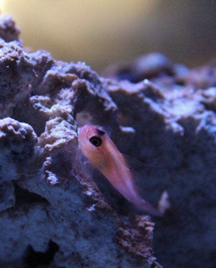 Trimma goby perching on a rock
