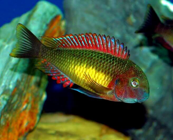 A Tropheus Kasanga Rainbow Cichlid showing its vibrance