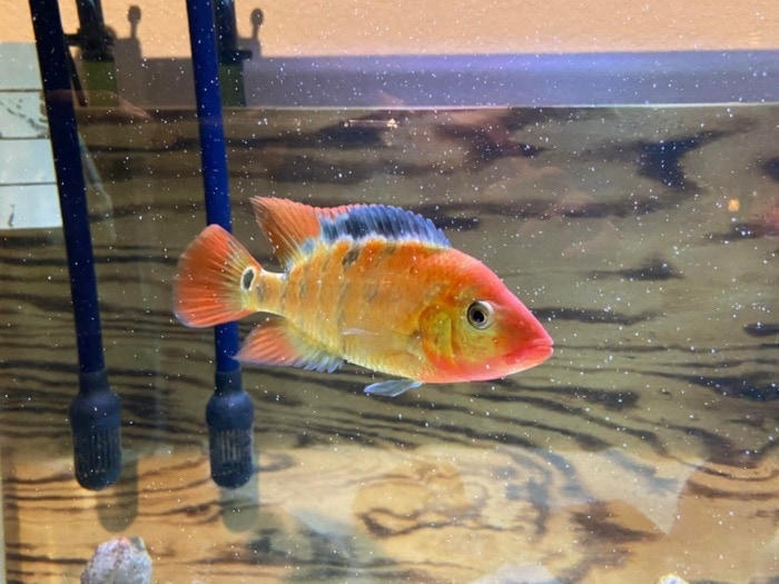 true red terror cichlid
