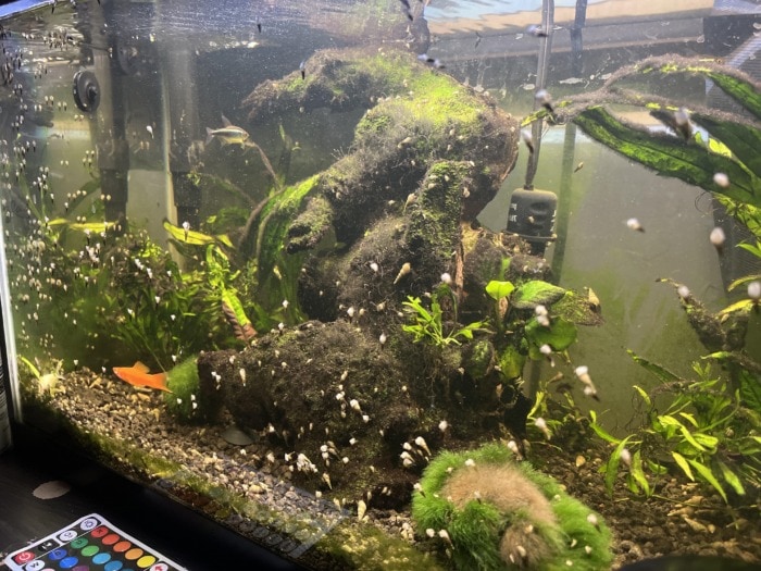 Trumpet snail infestation